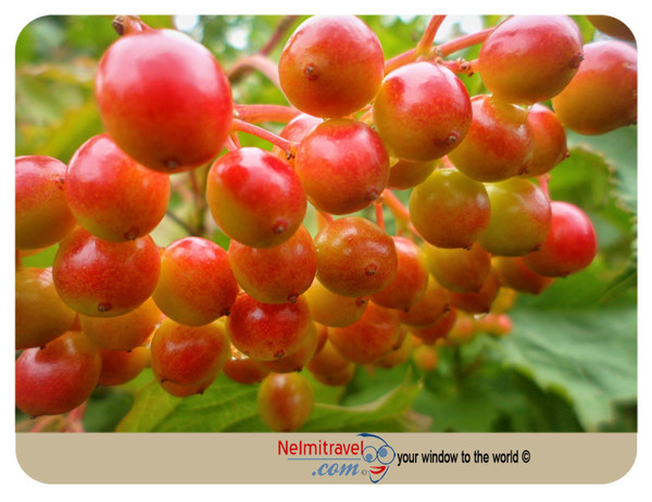 Malinka; Kalinka Malinka; Russian Folklore; Snowball Tree; Raspberry; Strawberry; Svetlogorsk; Ivan Larionov;