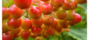 Malinka; Kalinka Malinka; Russian Folklore; Snowball Tree; Raspberry; Strawberry; Svetlogorsk; Ivan Larionov;