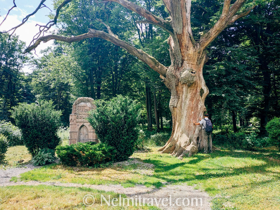 500 year old Oak tree in Guryevsk, Kaliningrad |Nelmitravel